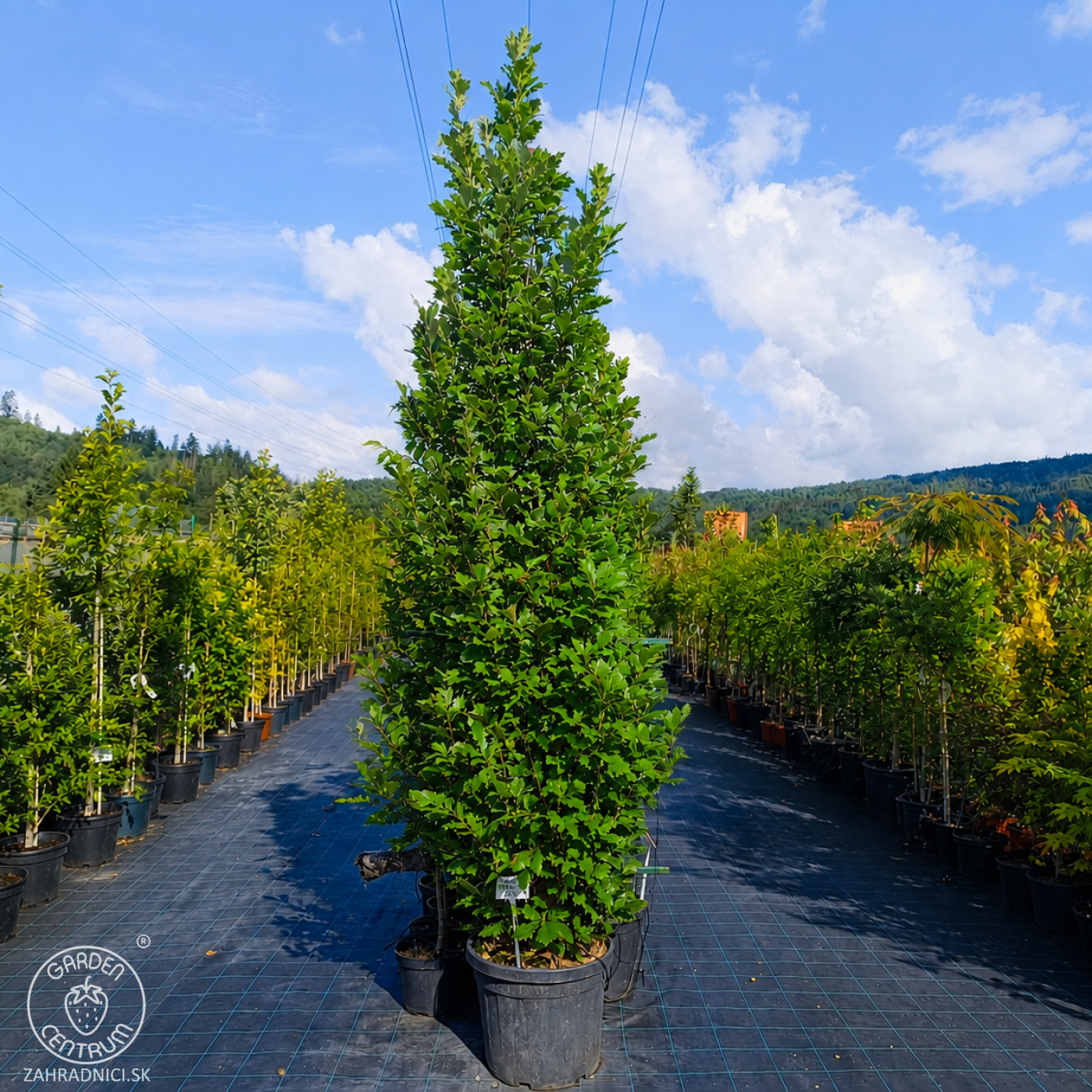 Obrázok Dub letný (Quercus robur fastigiata) ´REGAL PRINCE´ - výška 250-300 cm, kont. C45L